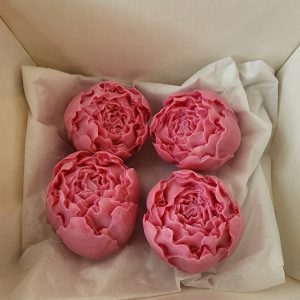 Coffret de 4 Pivoines